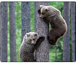Коврик Voltronic Two Bears 300x250 (YT-CAT11) - фото Коврик Voltronic Two Bears 300x250 (YT-CAT11)