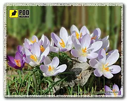 Коврик Podmyshku Весна-Крокусы - фото Коврик Podmyshku Весна-Крокусы